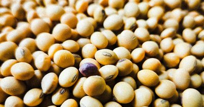 Soja w Polsce - wybór odpowiedniej odmiany i agrotechnika