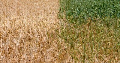 Międzyplony w płodozmianie - znaczenie i dobór gatunków
