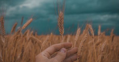 Prognoza pszenicy - czy jesienne ceny będą korzystne