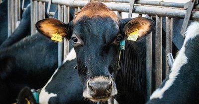 Jak zwiększyć mleczność krów: praktyczne porady dla hodowców bydła mlecznego