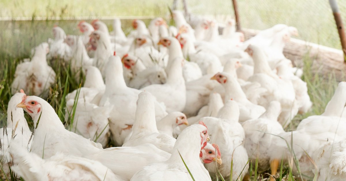 Chów przydomowy brojlerów: jak zacząć hodowlę drobiu na własnym podwórku