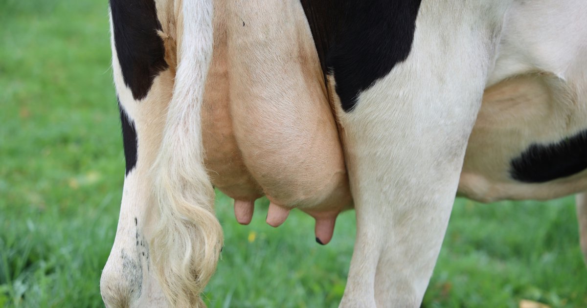 Mastitis u krów mlecznych: rozpoznawanie, leczenie i zapobieganie