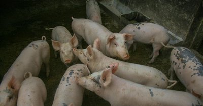 Mieszanki paszowe dla świń na tuczeniu: receptury i dawkowanie