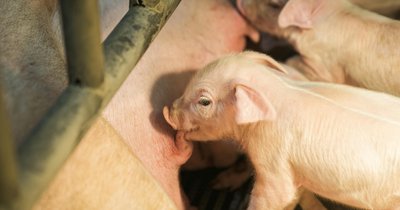 Warchlaki po odsadzeniu: żywienie w pierwszych tygodniach życia