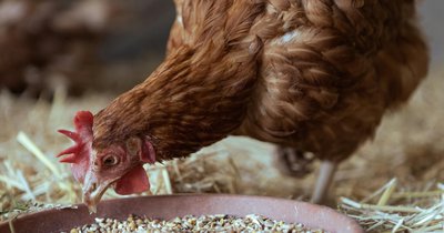 Naturalne metody zwiększania nieśności kur bez dodatków chemicznych
