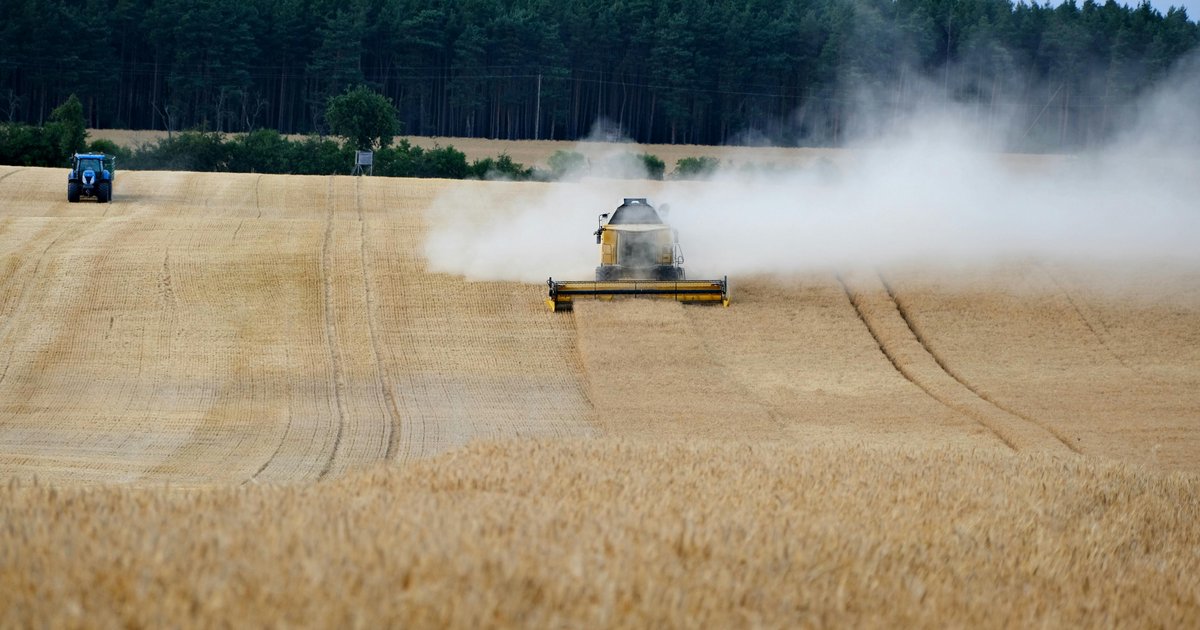 Żniwa krok po kroku - od oceny dojrzalości do sprzedaży ziarna